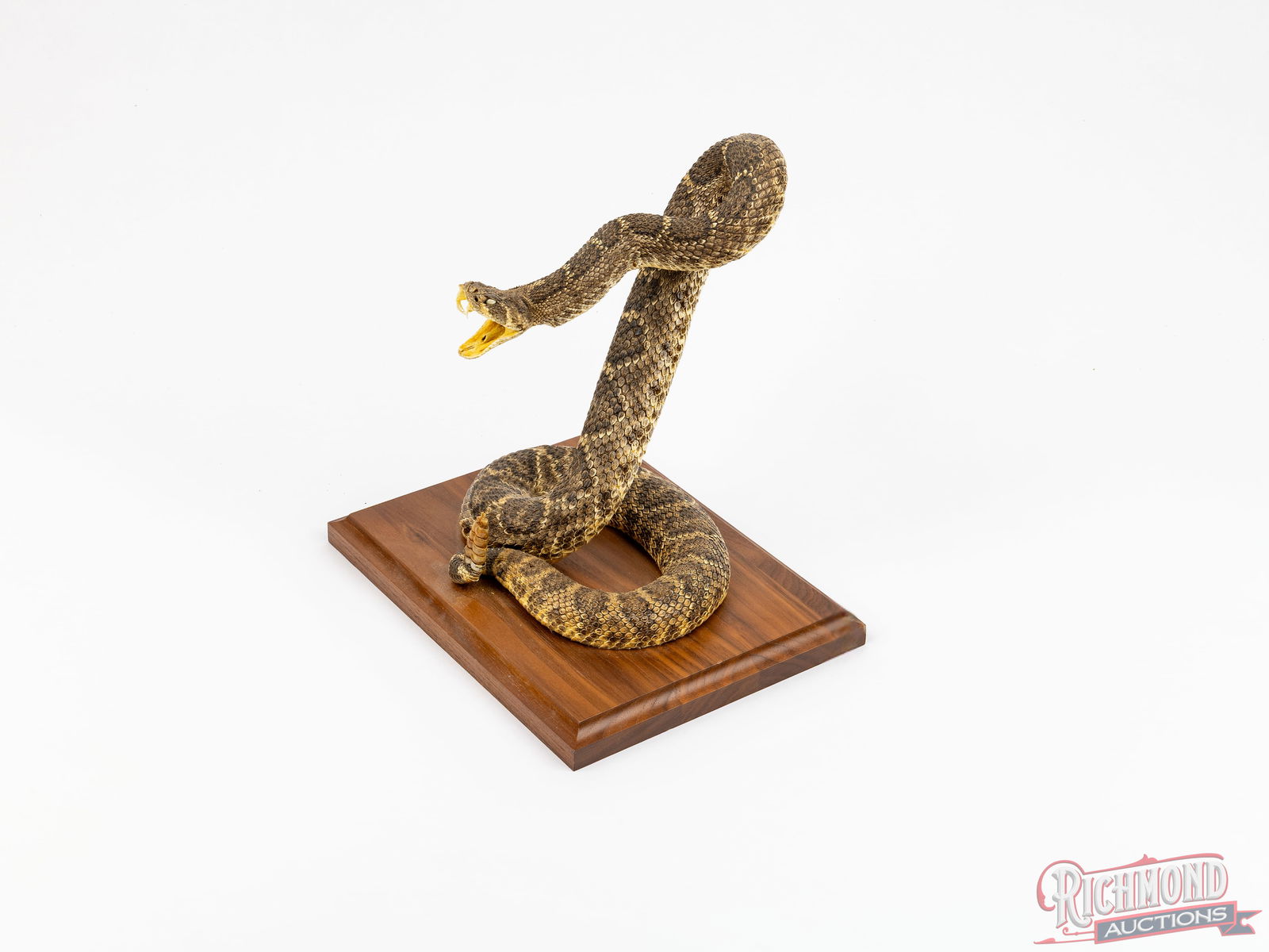 Case 6375 SS Stockman Rattle Snake Knife & Diamondback Rattler Taxidermy - 4