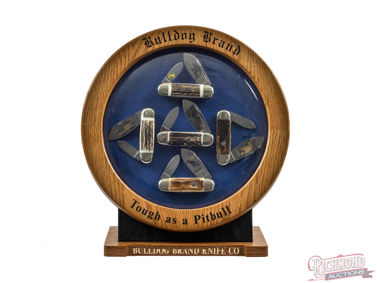 Bulldog Brands 5 Elephant Toe 2-Blade Folder Knives in Bubble Glass Display: This beautiful display features five animal themed Bulldog Brand "elephant toe" style folder knives. Each knife features bone handles and two blades with an etched animal theme: wolverine, lion, elk,