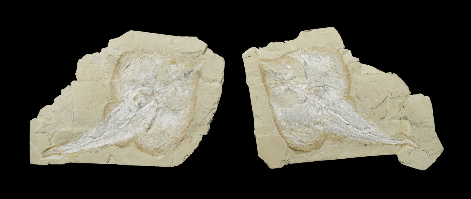 Superlative Large Guitarfish: Superlative Large Guitarfish Rhombopterygia cappetta Late Cretaceous Hgula, Byblos, Lebanon This astonishing Lebanese fish specimen displays numerous distinguishing features. Soft tissue preservation,