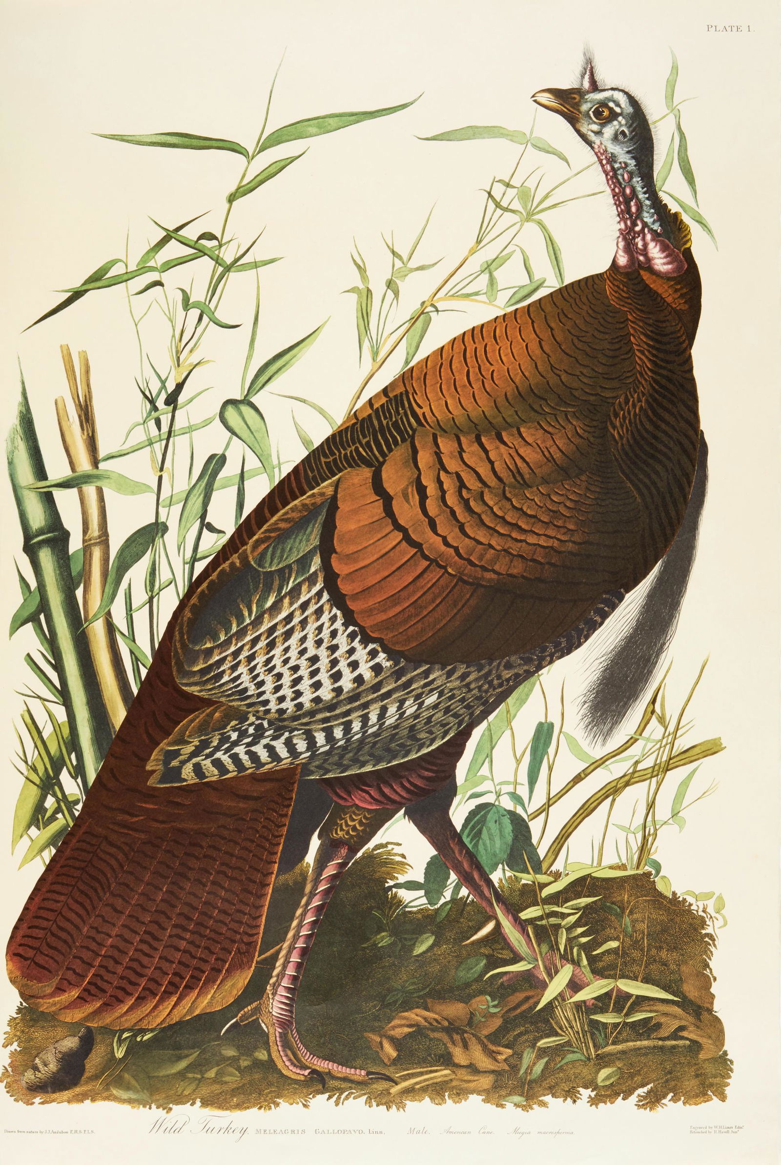 AUDUBON, JOHN JAMES. 1785-1851. (1 of 1)