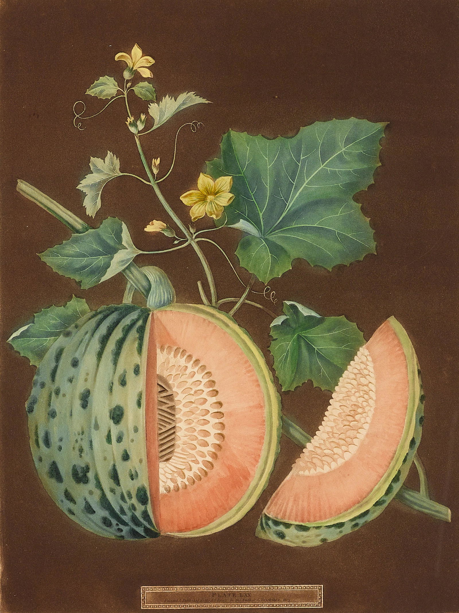 After George Brookshaw (British, 1751-1823); Melon,: After George Brookshaw (British, 1751-1823) Melon, Plate LXX; White Candia, Plate LXXI, each from Pomona Brittanica, c. 1807 Aquatint and stipple engravings with hand-coloring, on wove paper, with mar