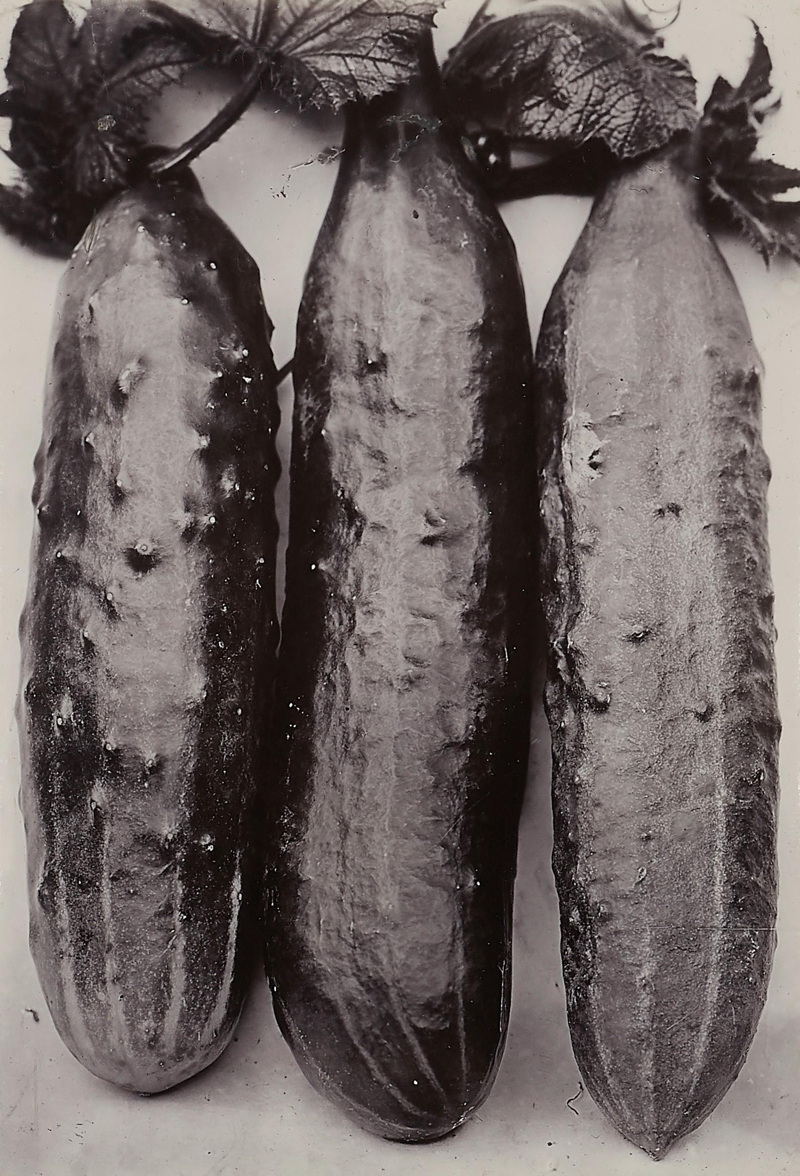 Charles Jones (1866-1959); Cucumber Ridge;: Charles Jones (1866-1959) Cucumber Ridge, c. 1900 Unique gold toned gelatin silver printing out paper, initialed and titled in pencil on the verso. 6 x 4 1/4in (15.2 x 10.8cm) Footnotes: Provenance