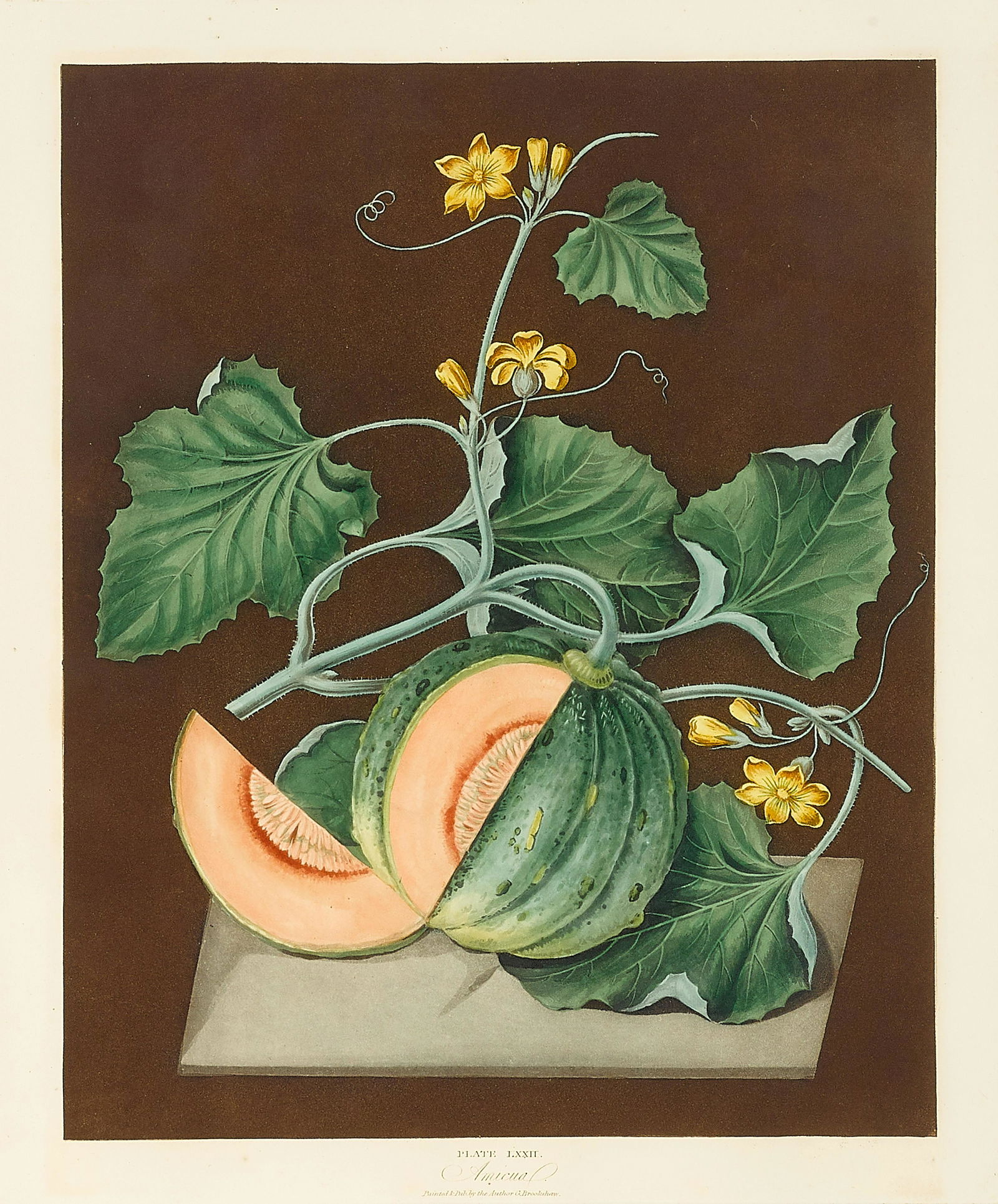 After George Brookshaw (British, 1751-1823) (1 of 1)