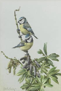 Edwin Penny (British, 1930-2016) Blue Tits; Collared: Edwin Penny (British, 1930-2016) Blue Tits; Collared Dove, a pair each signed 'Edwin Penny' (one lower left, the other lower right) watercolour and gouache both 40 x 27.3cm (15 3/4 x 10 3/4in). (2) Fo