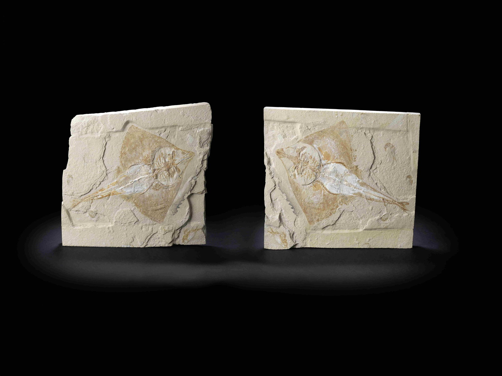 Rarissime raie-guitare fossile (positif et négatif) Extremely Rare Fossil Guitarfish--Post...: Rarissime raie-guitare fossile (positif et négatif) Extremely Rare Fossil Guitarfish--Postive/Negative Rombopterygia, (Cappetta, 1980) Upper cretaceous, 100 million years Hgula, Byblos, Lebanon T