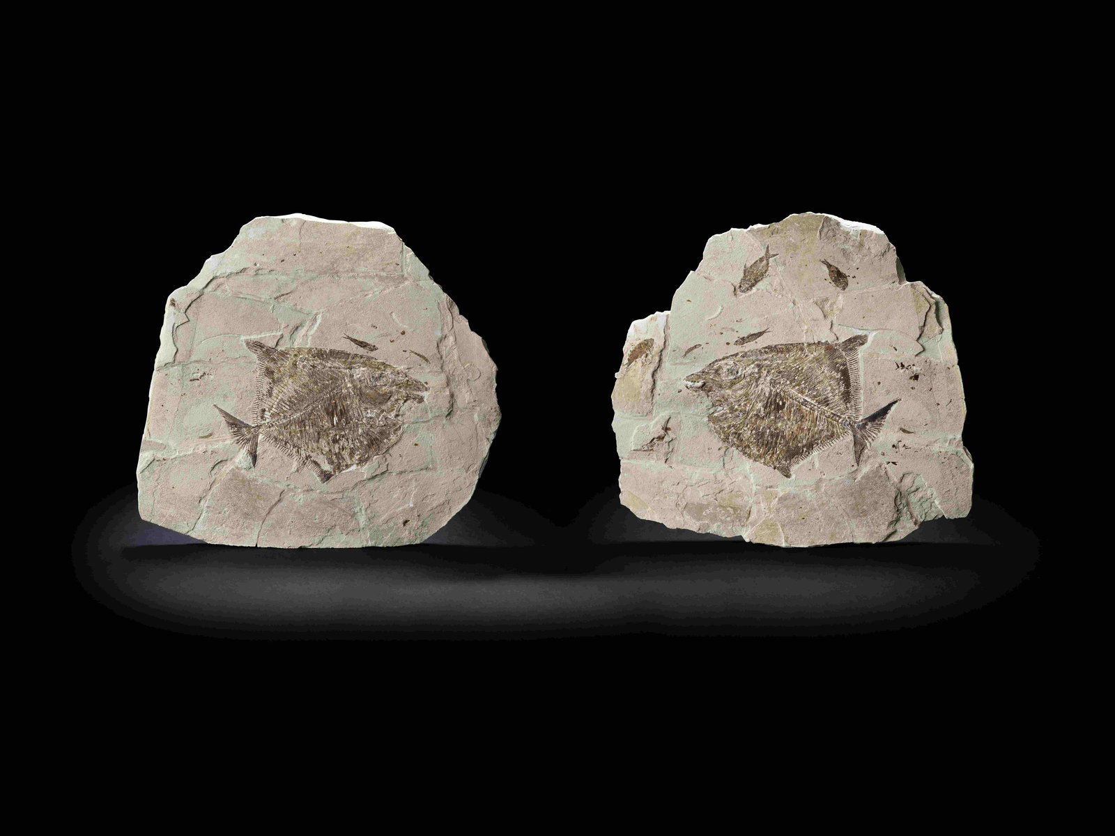 Poisson exotique fossile (positif et négatif) Exotic Fossil Fish Preserved in Positive/Nega...: Poisson exotique fossile (positif et négatif) Exotic Fossil Fish Preserved in Positive/Negative Palaeobalistum goedeli (Egerton, 1844) Upper Cretaceous Haqil, Byblos, Lebanon This extremely rare