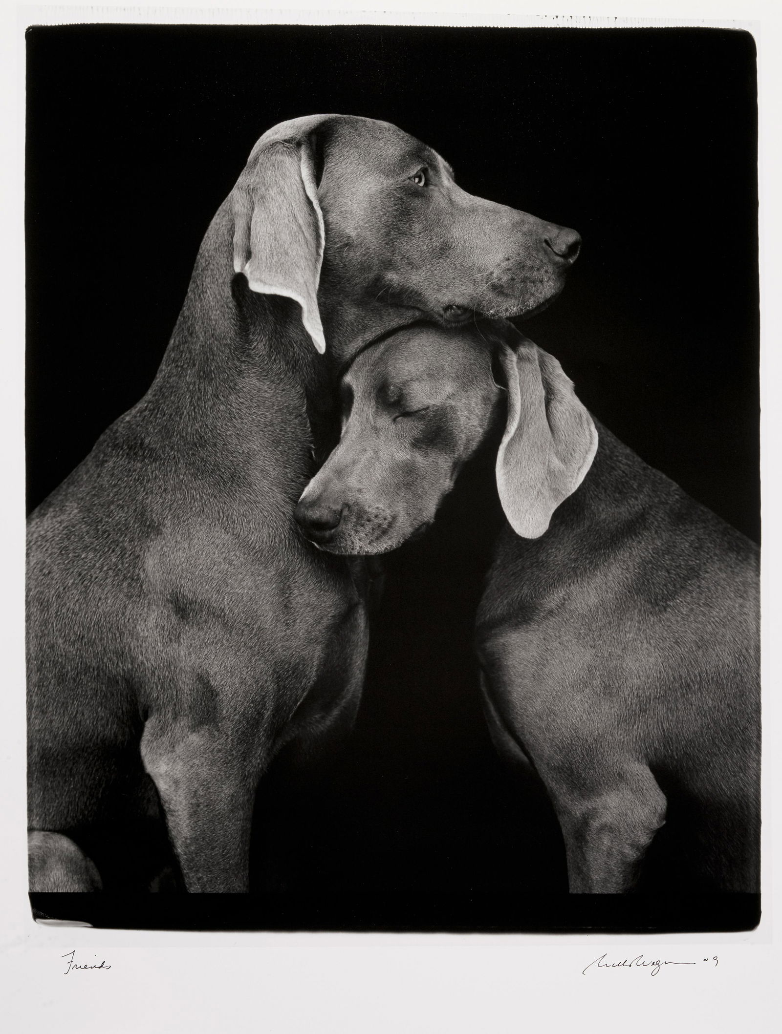 William Wegman (born 1943); Friends; (1 of 1)