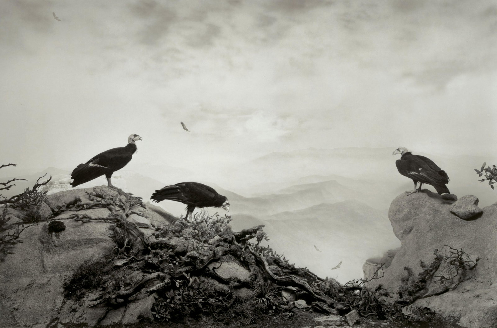 Hiroshi Sugimoto (born 1948); Condors; (1 of 1)