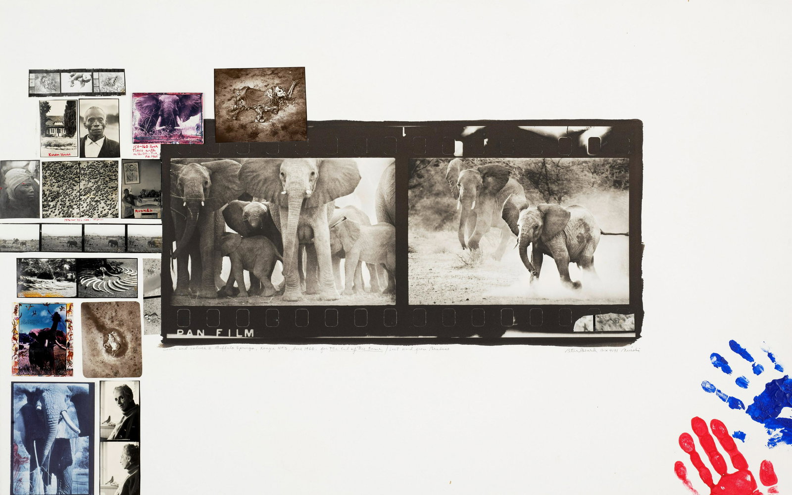 Peter Beard (1938-2020); Cows and Calves at Buffalo Springs, Kenya NFD, for 'The End of the Game...: Peter Beard (1938-2020) Cows and Calves at Buffalo Springs, Kenya NFD, for 'The End of the Game/ Last Word from Paradise', 1960 Platinum print with handwork, snapshots/ contact sheet collage featuring