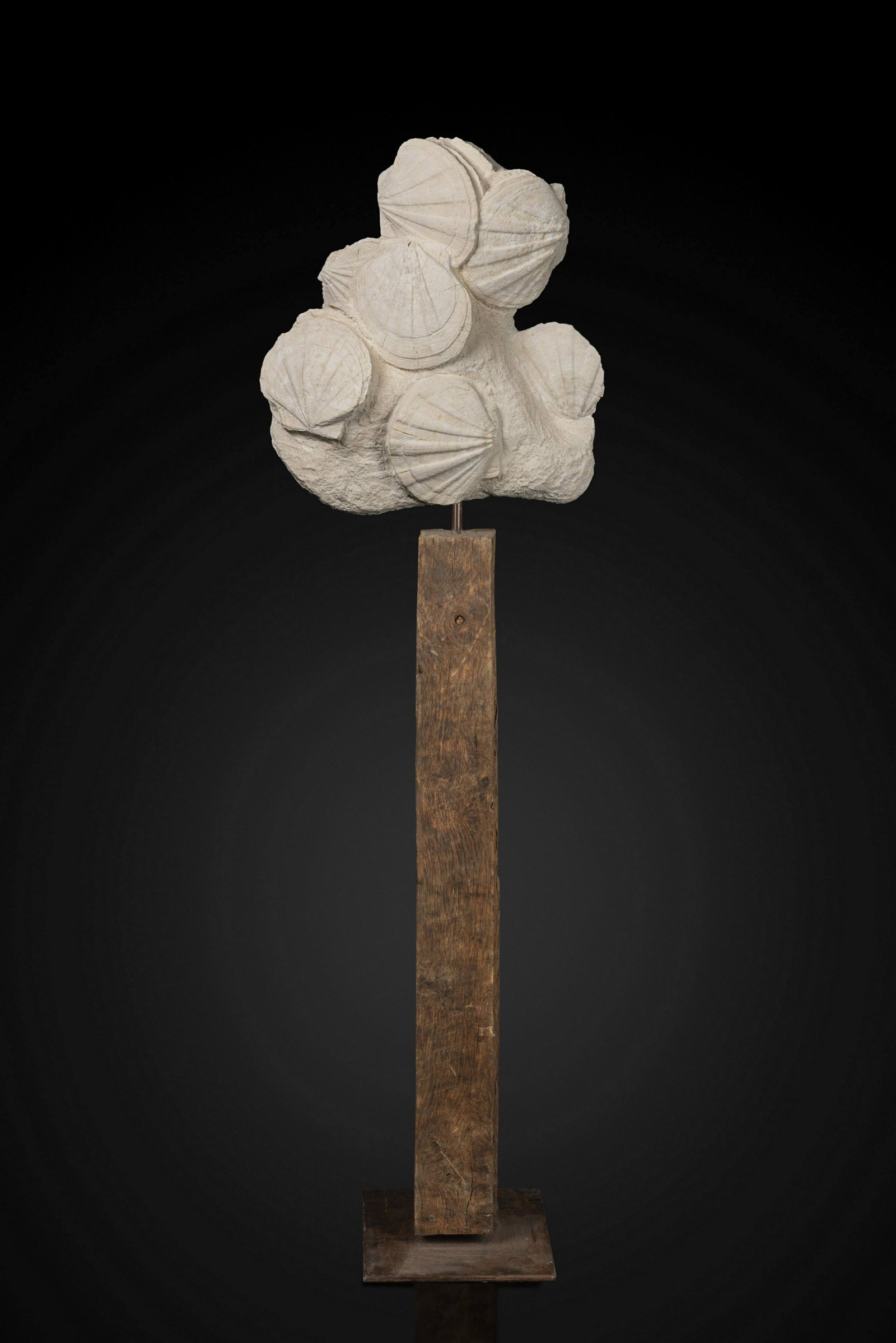 Bouquet de pectens fossiles sur socle Pecten Bouquet on a wooden stand: Bouquet de pectens fossiles sur socle Pecten Bouquet on a wooden stand Gigantopecten Miocene (20 Ma) Lacoste, Vaucluse, France A beautiful fossil bouquet of 5 complete pecten come out as natural art s