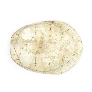 A late 19th century South American (Podocnemis expansa) or Arrau blonde turtle shell (1 of 1)