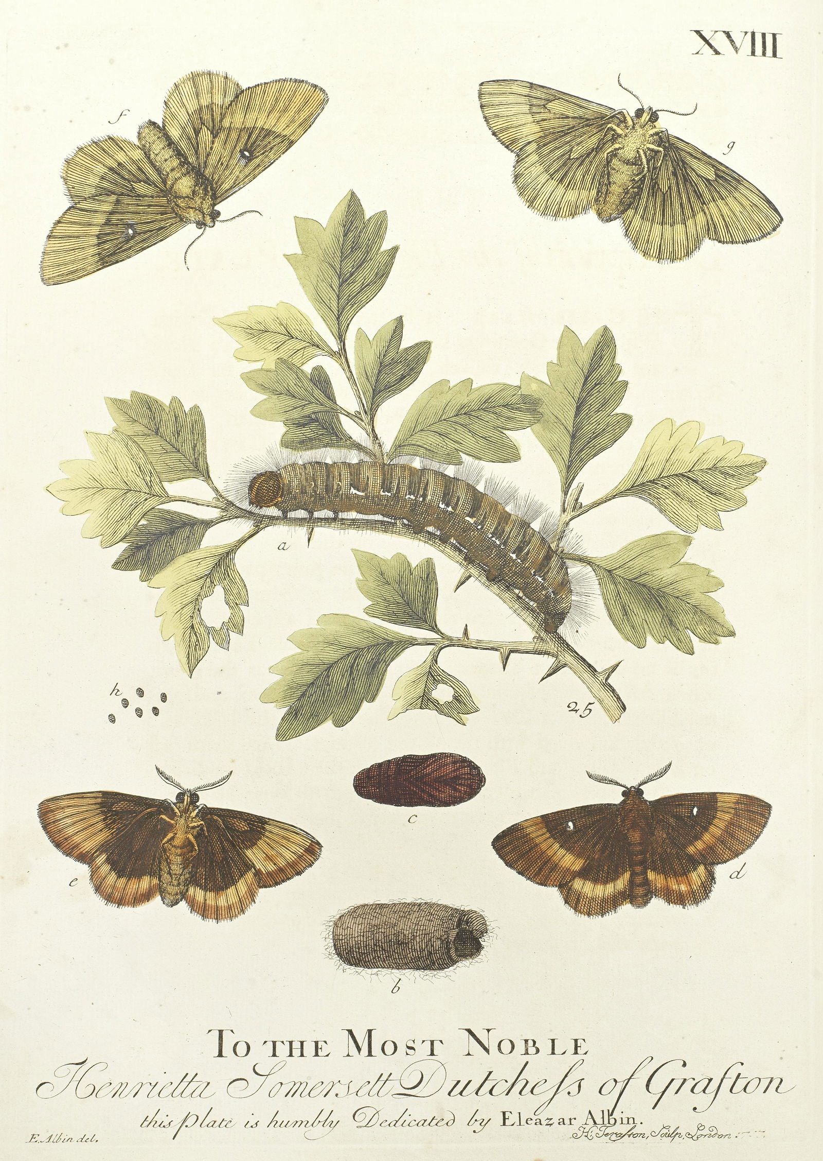 ALBIN (ELEAZAR)  A Natural History of English Insects. Illustrated with a Hundred Copper Plates,... (1 of 1)
