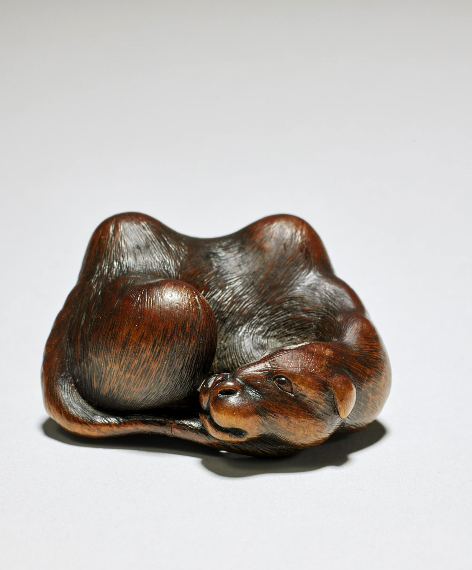 NETSUKE EN BOIS REPRÉSENTANT UN CHAMEAU DE BACTRIANE COUCHÉ Par Hogen Tadayoshi, d...: NETSUKE EN BOIS REPRÉSENTANT UN CHAMEAU DE BACTRIANE COUCHÉ Par Hogen Tadayoshi, début/mi-XIXe siècle A WOOD NETSUKE OF A RECUMBENT BACTRIAN CAMEL By Hogen Tadayoshi, early/mid-19t
