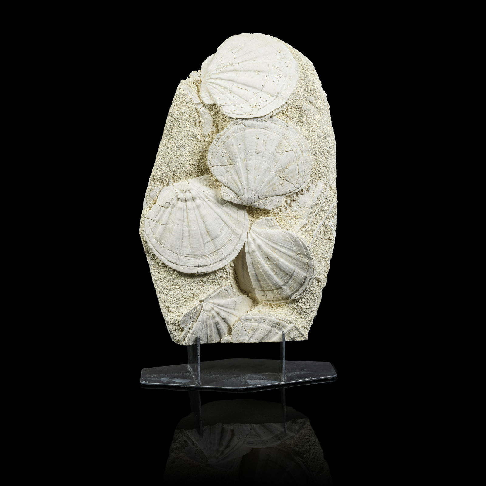 Fossil Pecten Plate: Fossil Pecten Plate Gigantopecten restitutensis Miocene, 23.03-to 5.33-million-years-old Vaucluse, Lacoste, France A dramatic and stunning display of fossil pectens from a Miocene shoreline sediment.