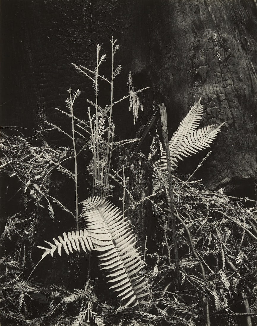 Morley Baer (1916-1995); 'Redwoods, Navarro River';: Morley Baer (1916-1995) 'Redwoods, Navarro River', 1951 Gelatin silver print; mounted, titled and dated in pencil and the photographer's Carmel credit stamp on the reverse. 9 1/2 x 7 1/2 in. (24.1 x 1