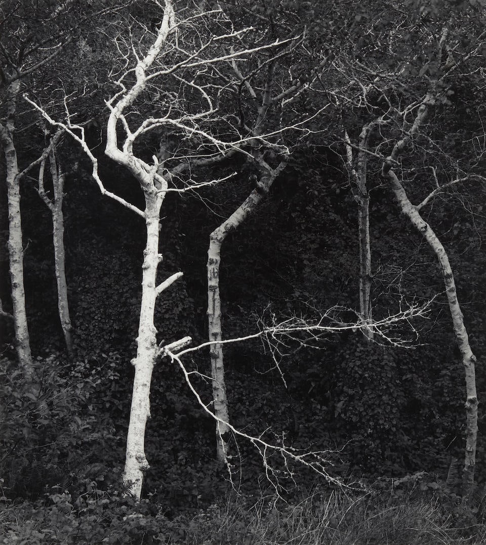 John Sexton (born 1953); 'Sycamore Trees, Dusk, Garapata Canyon, California';: John Sexton (born 1953) 'Sycamore Trees, Dusk, Garapata Canyon, California', 1979 Gelatin silver print, printed 1980; mounted, signed and dated in pencil on the mount, the photographer's Monterey stud