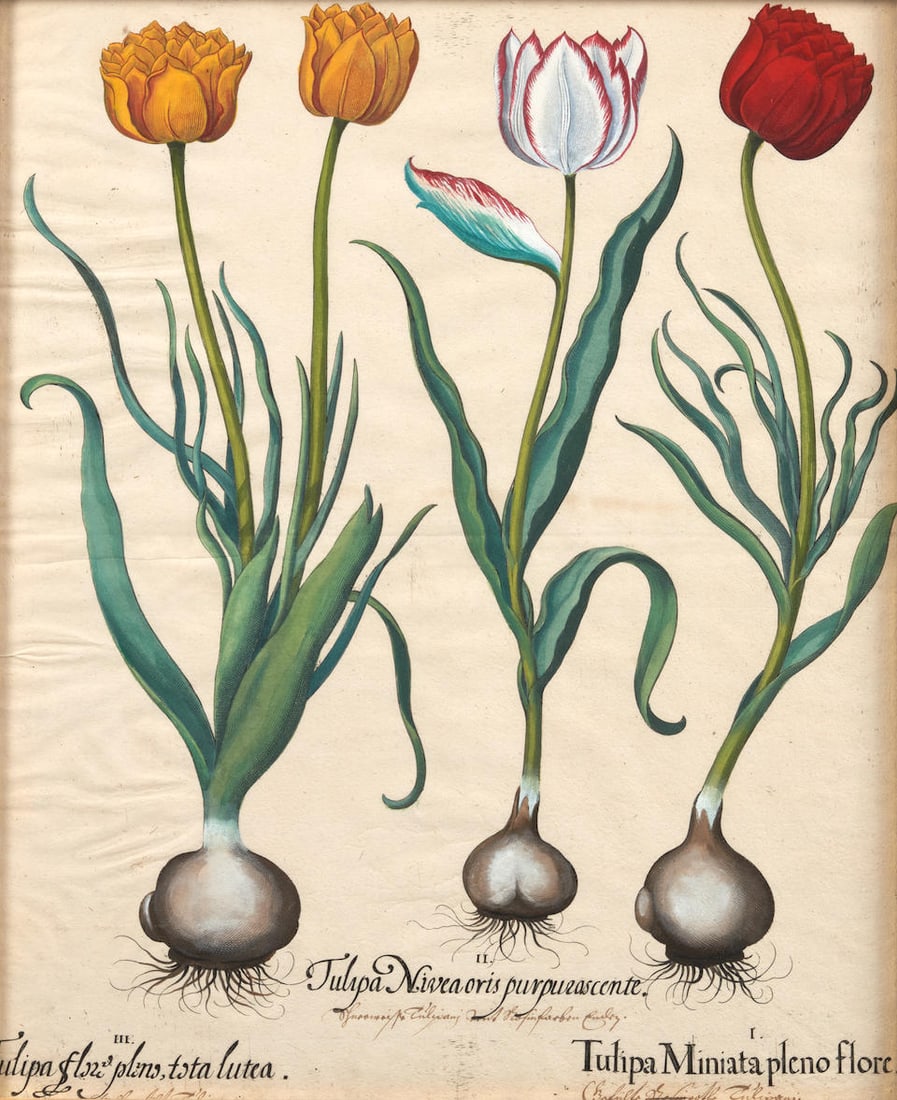 Basilius Besler (German, 1561-1629) Pair of Tulip Engravings (1 of 4)