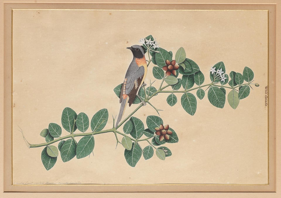 A wild corinda perched on a flowering branch Company School, Calcutta, circa 1820-30 (1 of 1)