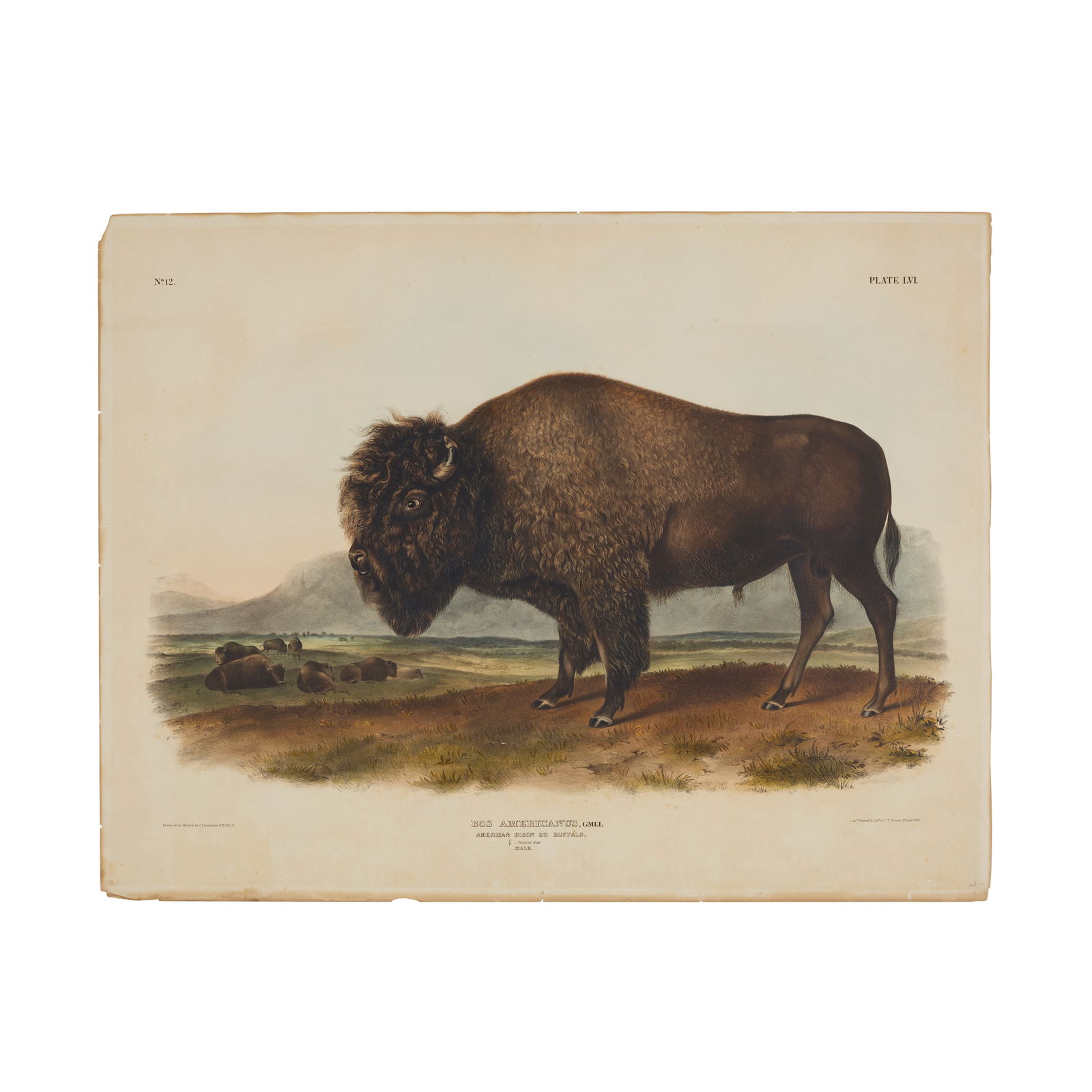 After John James Audubon (1785-1851); American Bison or Buffalo (Plate LVI), from The Viviparou...: After John James Audubon (1785-1851) American Bison or Buffalo (Plate LVI), from The Viviparous Quadrupeds of North America, 1845 Lithograph with hand-coloring on wove paper, printed by J.T. Bowen, wi
