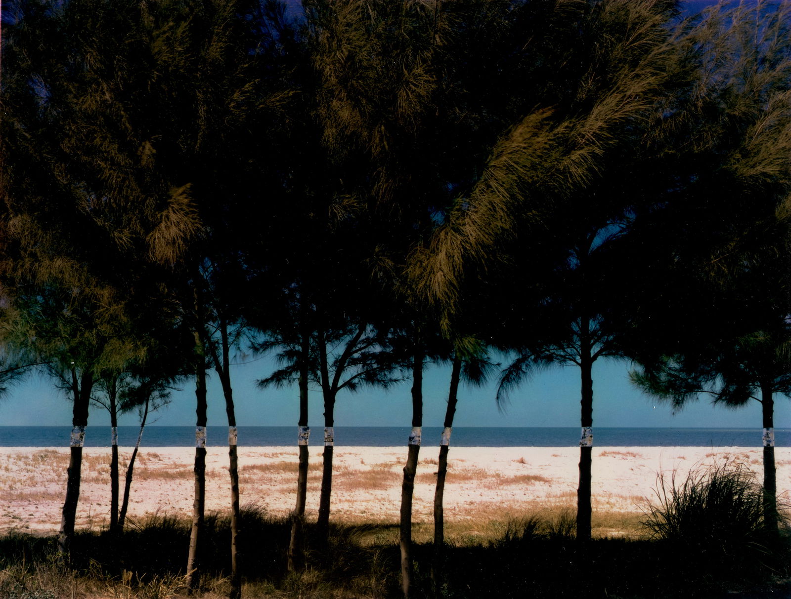 John Pfahl (1939-2020); 'Australian Pines, Fort DeSoto, Florida' (from 'Altered Landscapes');: John Pfahl (1939-2020) 'Australian Pines, Fort DeSoto, Florida' (from 'Altered Landscapes'), 1977 Dye transfer print; signed, titled, dated, and numbered '6/24' in ink in the margin. 7 5/8 x 10 in. (1