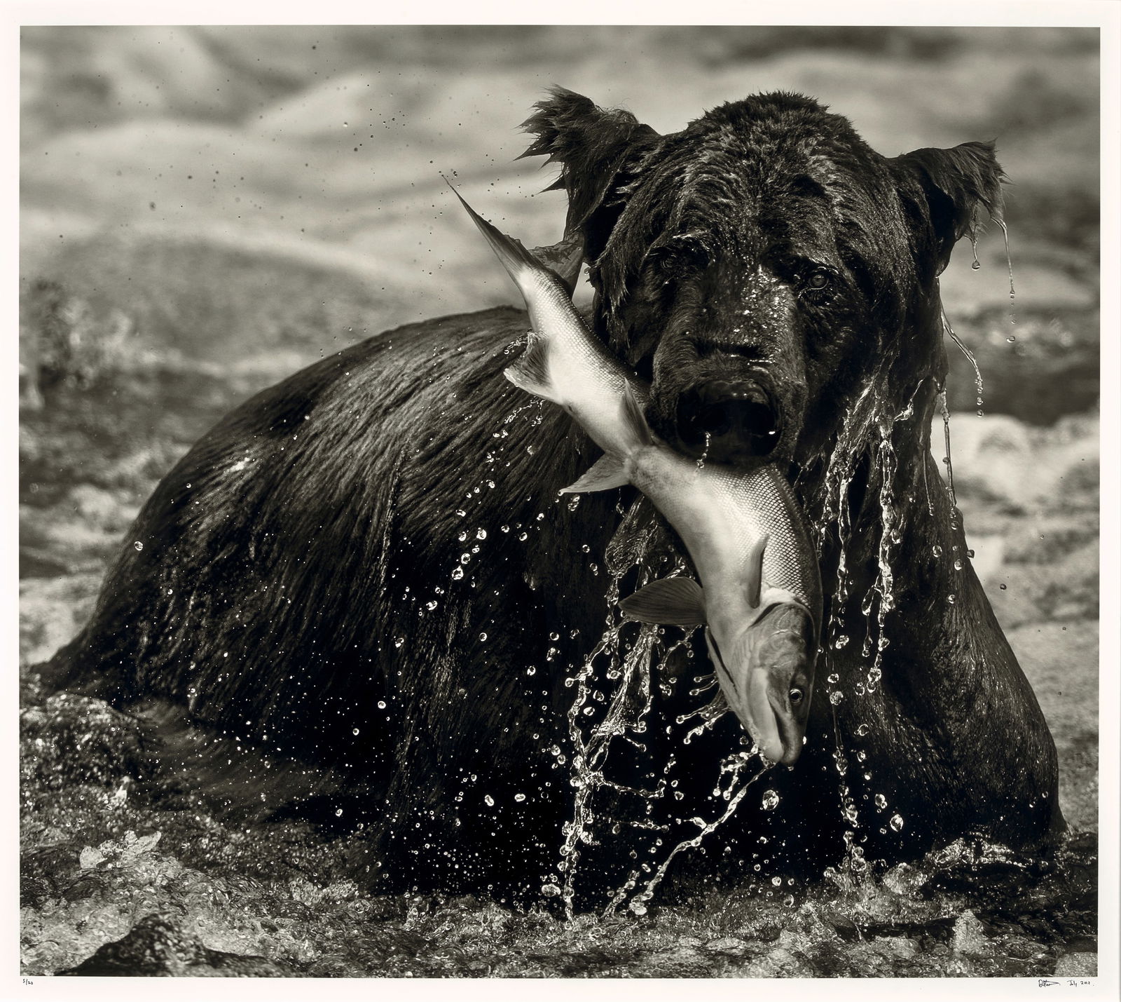 David Yarrow (born 1966); Catch; (1 of 2)