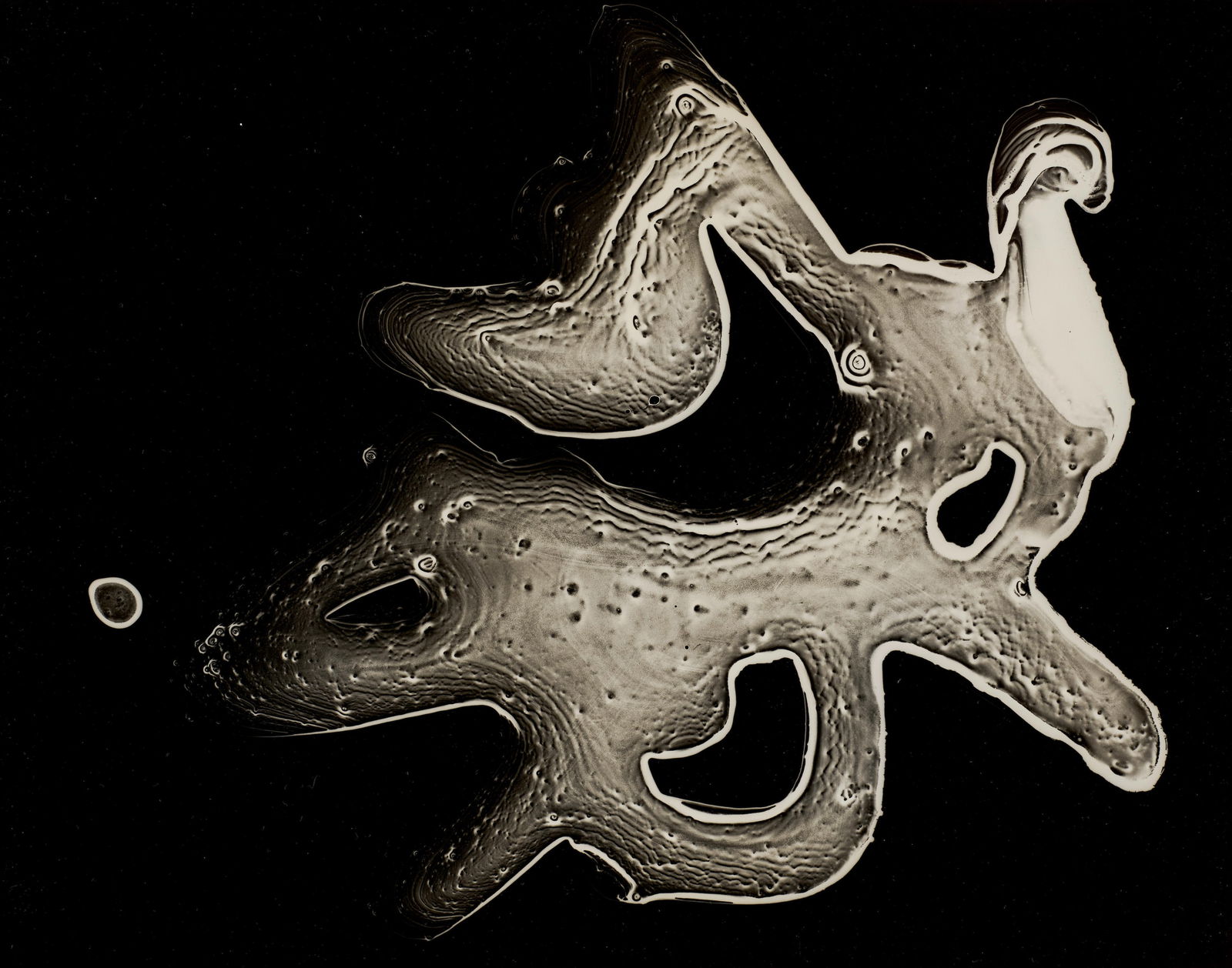 Herbert Matter (1907-1984); Untitled (Biomorphic Photogram);: Herbert Matter (1907-1984) Untitled (Biomorphic Photogram), c. 1937 Gelatin silver print; the photographer's 2 West 37th Street studio stamp on the reverse. 10 1/8 x 13 1/2 in. (25.7 x 34.3 cm.) sheet