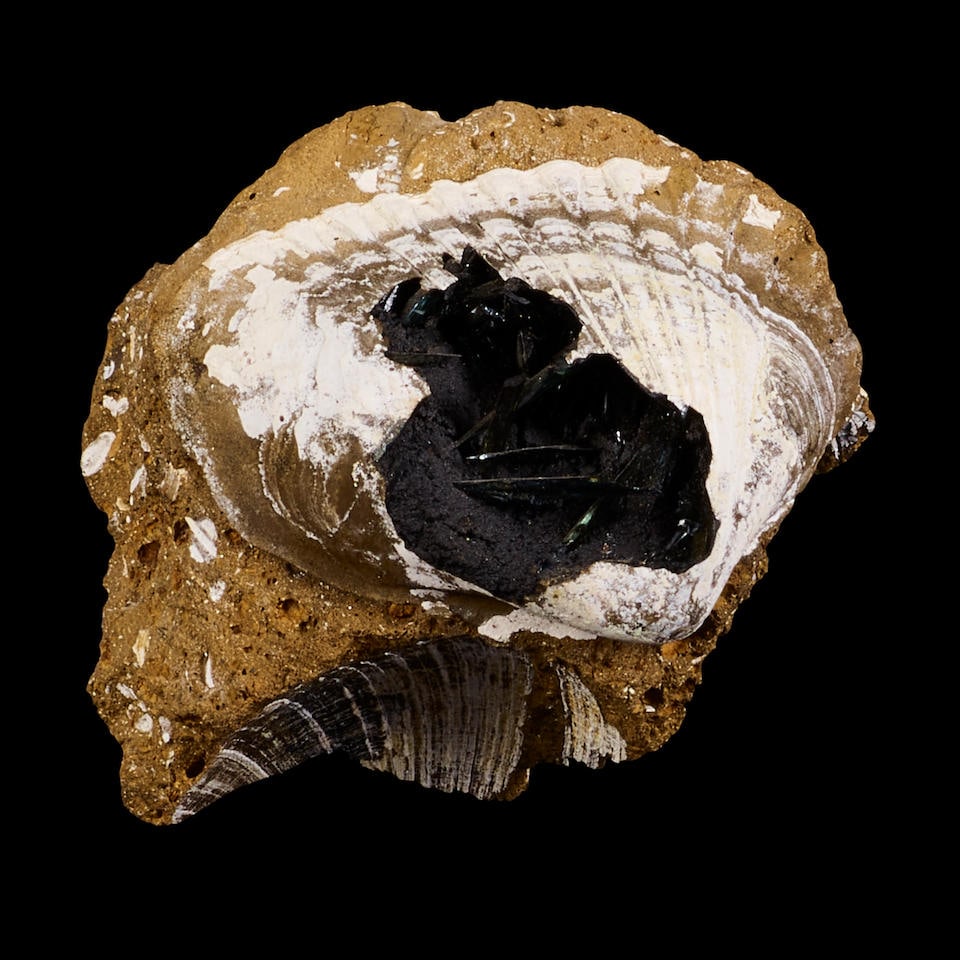 Vivianite Inside Fossilized Shell (1 of 1)