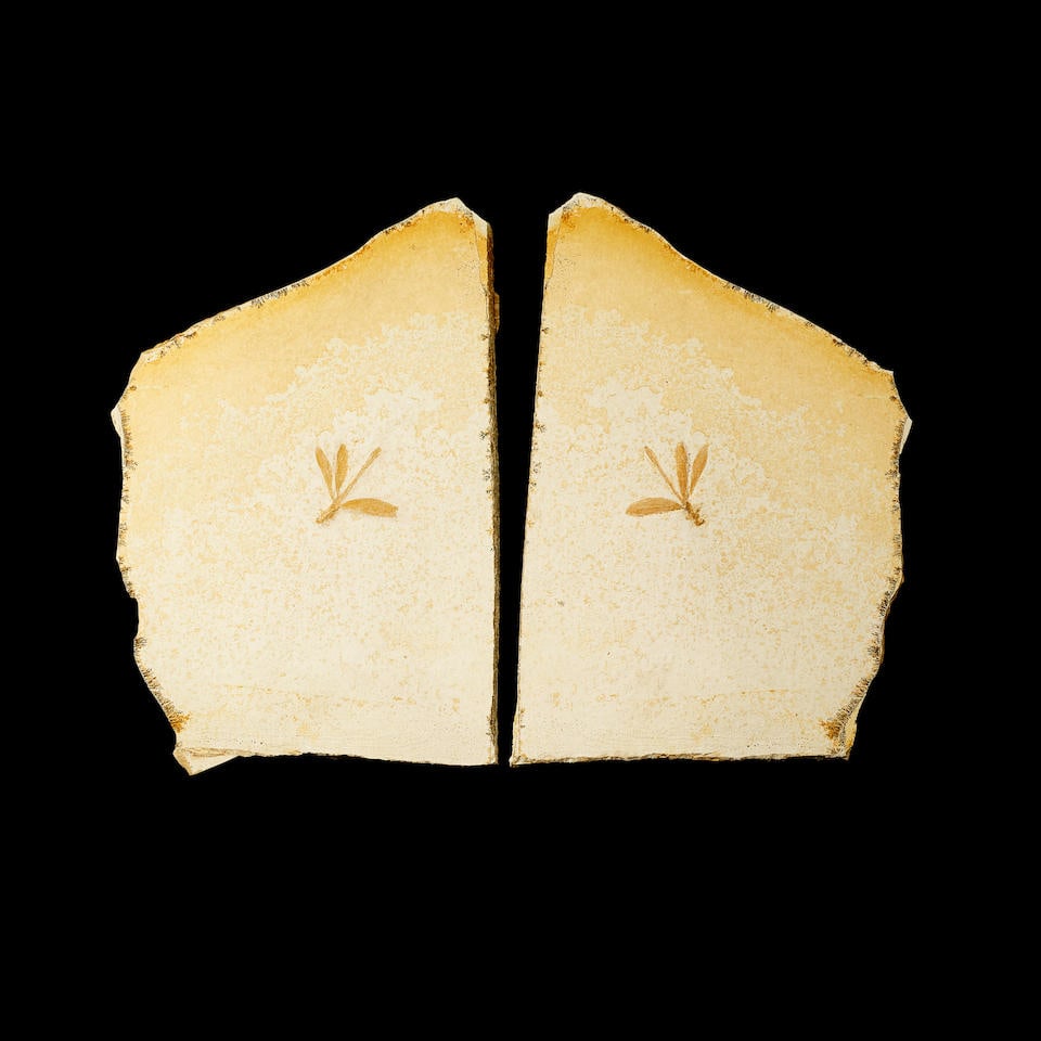 Positive and Negative Dragonfly (1 of 1)