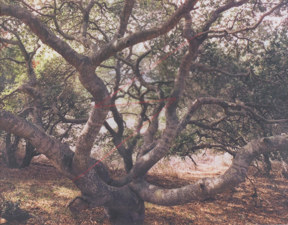 John Pfahl (1939-2020); 'Live Oak Lightning, Lompoc, California' (from 'Altered Landscapes');: John Pfahl (1939-2020) 'Live Oak Lightning, Lompoc, California' (from 'Altered Landscapes'), 1978 Dye transfer print; signed, titled, dated, and numbered '6/24' in ink in the margin. 7 7/8 x 10 1/8 in