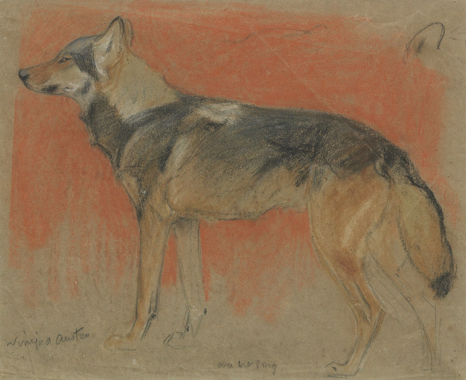 Winifred Austen (British, 1876-1964) Study of a wolf: Winifred Austen (British, 1876-1964)Study of a wolfsigned 'Winifred Austen' (lower left) pastel and pencil on coloured paper 22 x 27cm (8 11/16 x 10 5/8in).Footnotes:ProvenanceWith Wildlife Art Galler