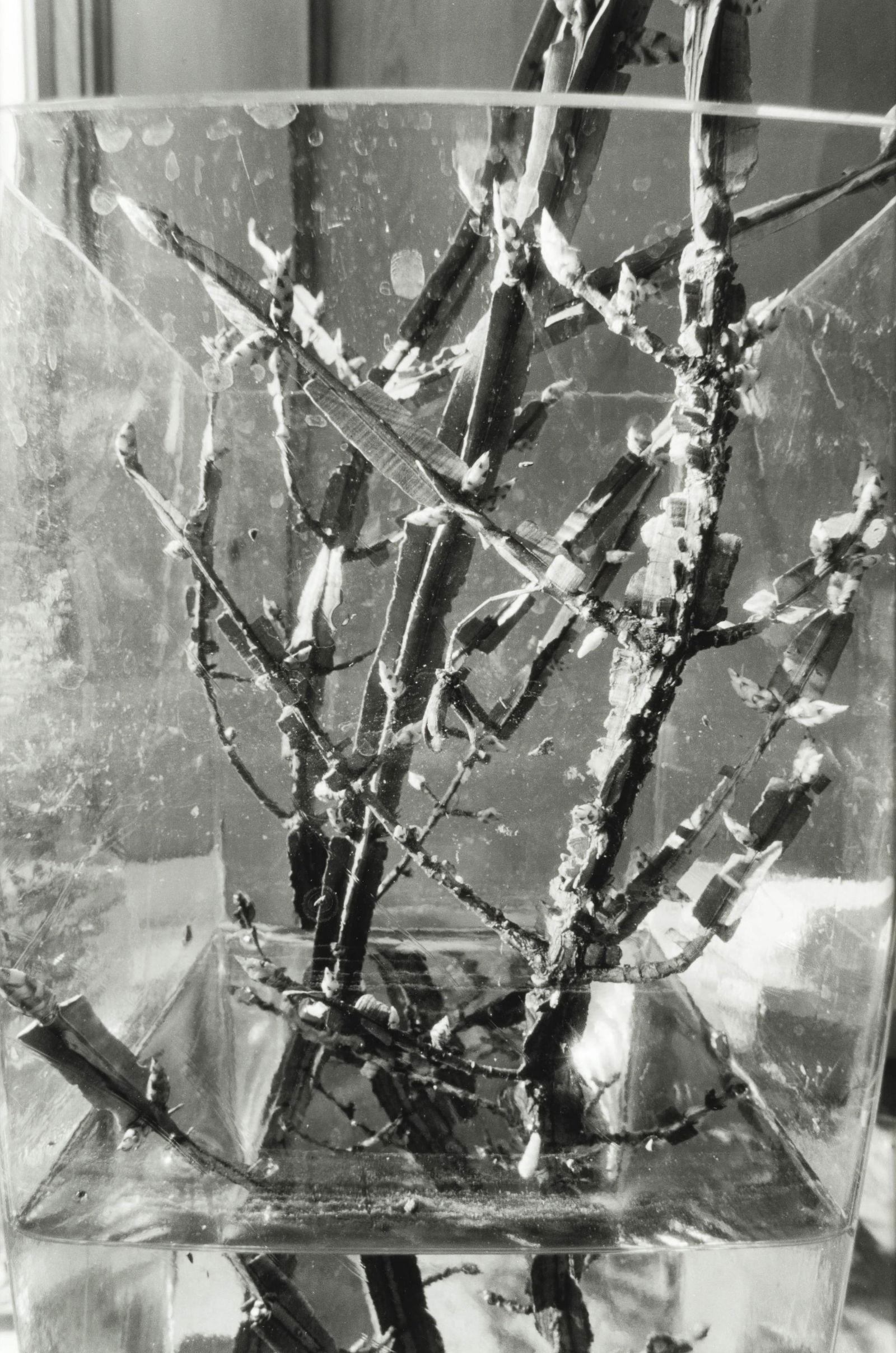 LEE FRIEDLANDER (born 1934) Stems: LEE FRIEDLANDER (born 1934) Stems 1999 Signé et titré au dos Cachet de l'artiste Tirage argentique Getekend en getiteld op de achterkant Gestempeld door de kunstenaar Zilveren afdruk