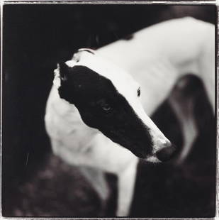 Keith Carter (born 1948); 'Black and White';: Keith Carter (born 1948) 'Black and White', 1997 Gelatin silver print; signed, titled, dated, and numbered '34/50' in pencil on the reverse, framed, a Peter Fetterman Gallery label on the reverse. 15