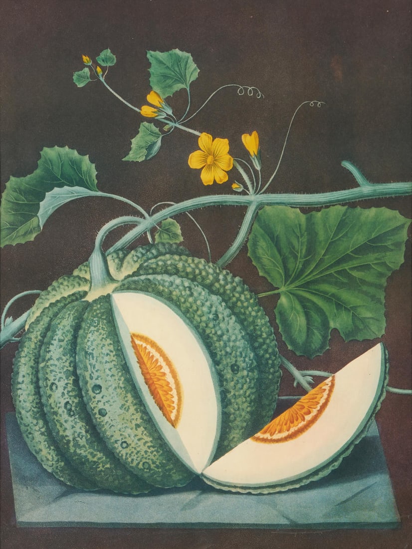 AFTER GEORGE BROOKSHAW (BRITISH, 1751-1823) WHITE CLAUDIA MELON, 1812: AFTER GEORGE BROOKSHAW (BRITISH, 1751-1823) WHITE CLAUDIA MELON, 1812 • Unsigned • Printed later • Offset lithograph on paper • Framed • 19' x 14 1/2' sight size Footnote