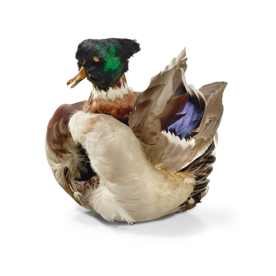 A BILL CUNNINGHAM MALLARD MUFF GIFTED TO ANNIE FLANDERS. Hand-crafted muff, 255 x 230 x 150 mm, ...: A BILL CUNNINGHAM MALLARD MUFF GIFTED TO ANNIE FLANDERS. Hand-crafted muff, 255 x 230 x 150 mm, with Mallard head and feathers, interior lined with silk, signed ('Bill Cunningham / 1976') on grosgrain