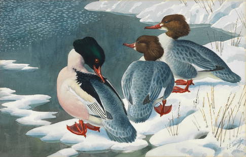 Charles Frederick Tunnicliffe O.B.E., R.A. (British, 1901-1979) Goosanders Ashore: Charles Frederick Tunnicliffe O.B.E., R.A. (British, 1901-1979) Goosanders Ashore signed 'C.F. Tunnicliffe' (lower right) watercolour and pencil on paper 41.5 x 64.5cm (16 5/16 x 25 3/8in). Footnote