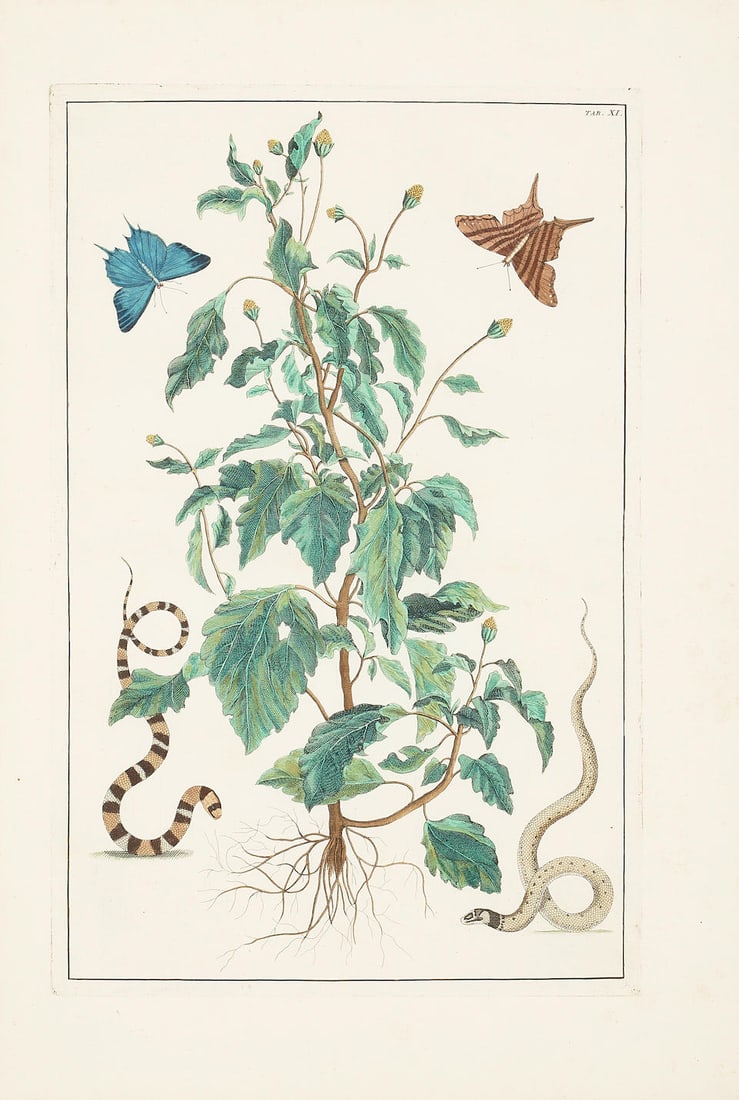 Albertus Seba (1665-1736); Seven Plates, from Locupletissimi Rerum Naturalium Thesauri; (7) (1 of 14)