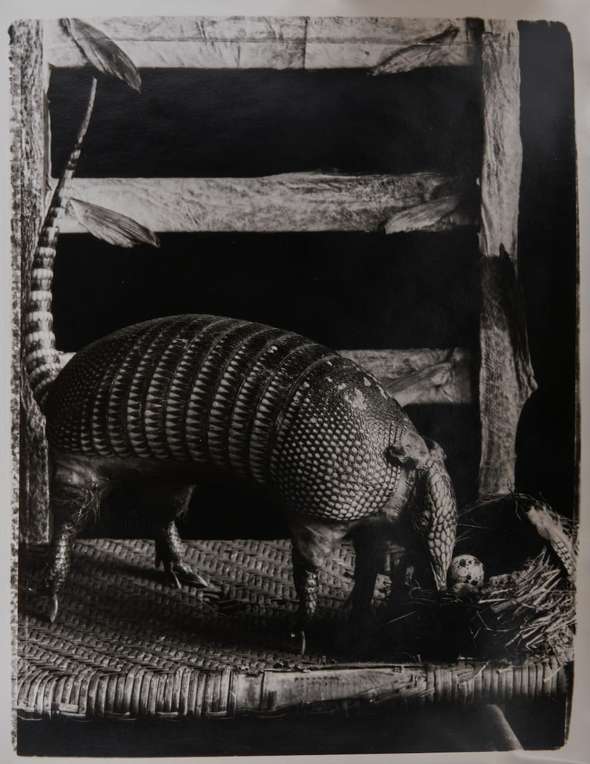 ALBERT CHONG (JAMAICAN, BORN 1958) STEALING EGGS, 1987 (1 of 1)