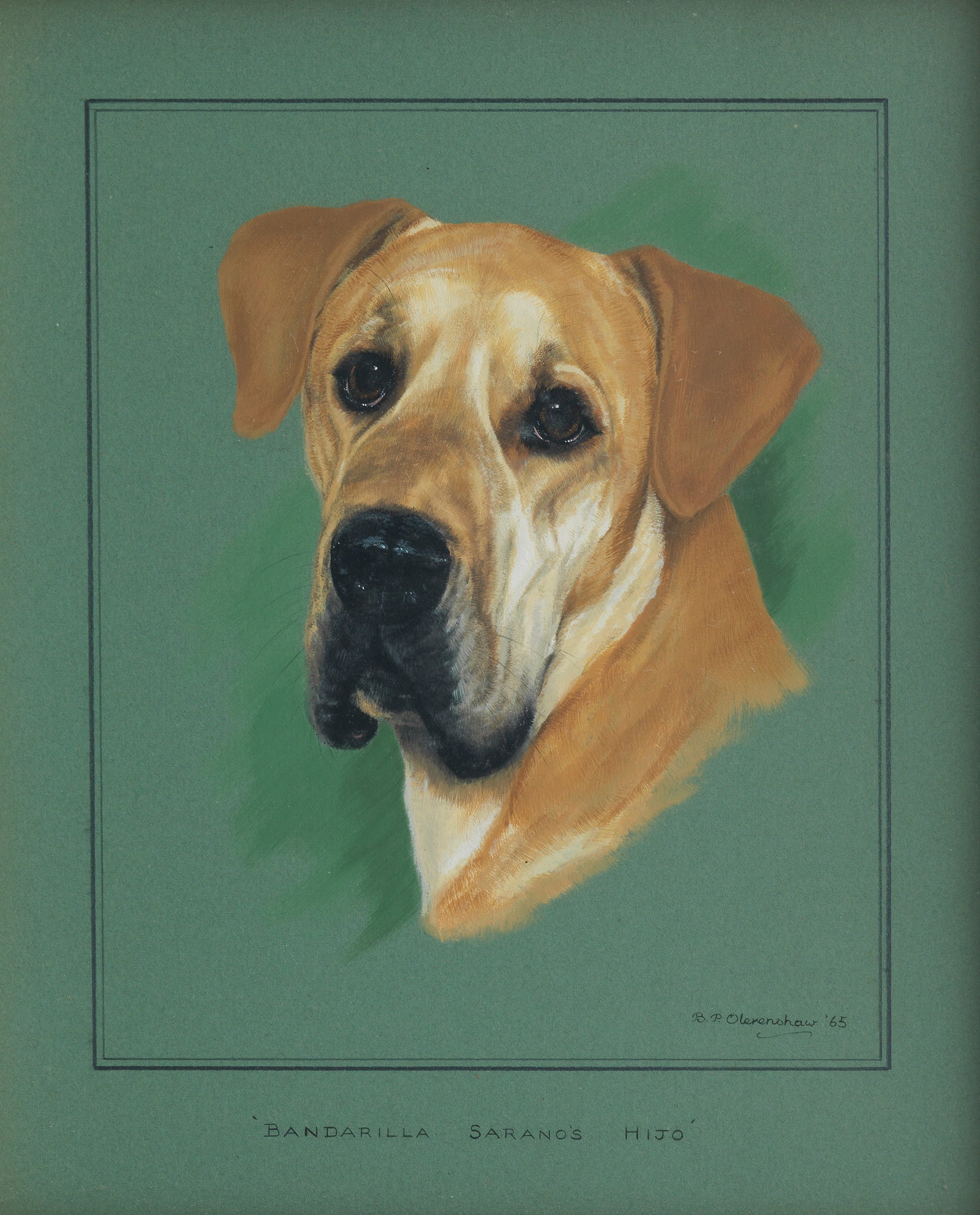 Bridget Olerenshaw (British, d. 1989) 'Bandarilla Sarano's Hijo' - Great Dane: Bridget Olerenshaw (British, d. 1989) 'Bandarilla Sarano's Hijo' - Great Dane signed and dated 'B.P. Olerenshaw 65' (lower right), titled (lower centre) gouache 33.5 x 28.5cm (13 3/16 x 11 1/4in). F