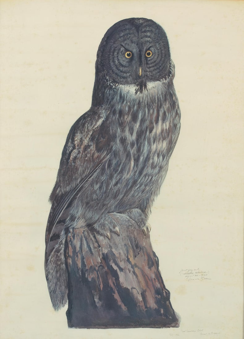 TYSON, CARROLL SARGENT, JR. 1878–1956.  Great Grey Owl (Scoliaptex Nebulosa). Lithograph o... (1 of 1)