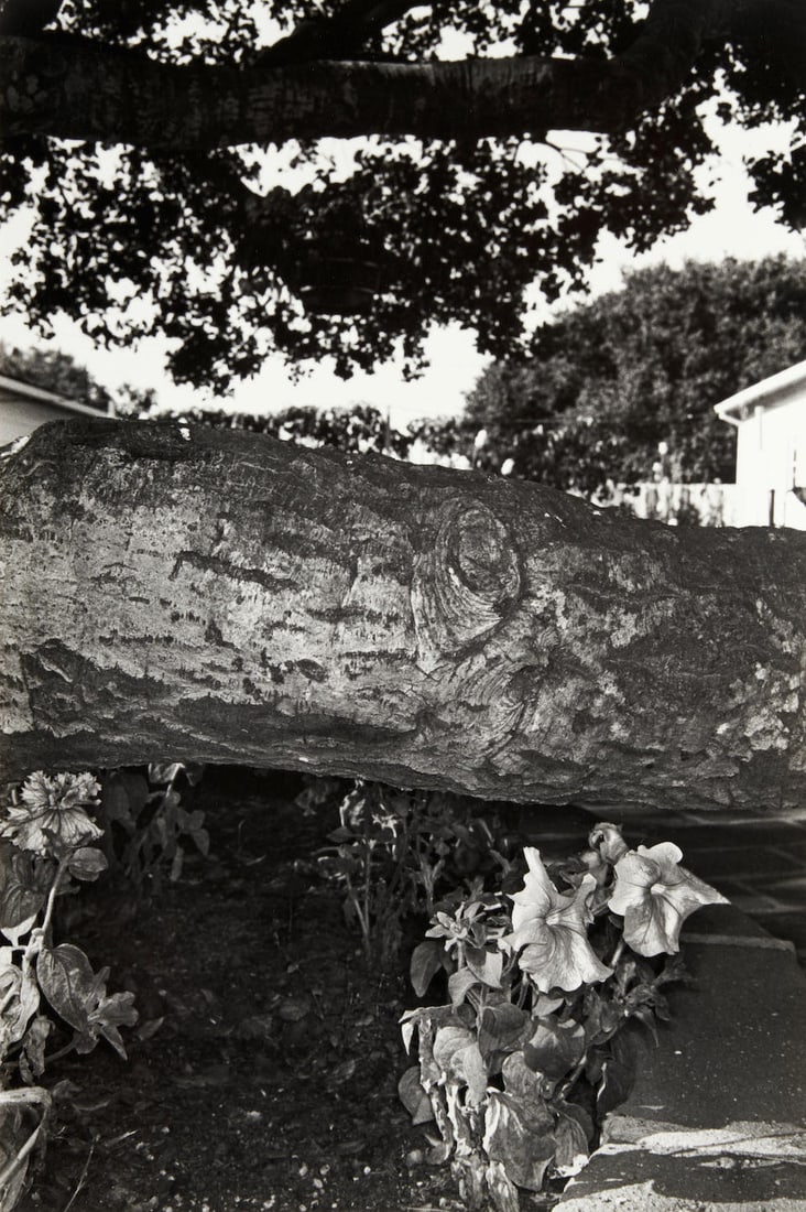 Lee Friedlander (born 1934); Petunias, Salinas, California, from the portfolio Photographs of Fl...: Lee Friedlander (born 1934) Petunias, Salinas, California, from the portfolio Photographs of Flowers, 1972 Gelatin silver print; numbered and signed '50/70...Lee Friedlander' in pencil along the lower