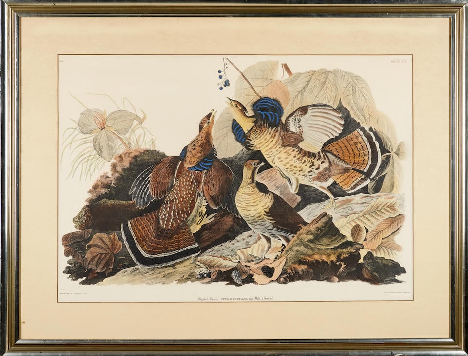 After John James Audubon (American, 1785-1851); Ruffed Grouse (Tetrao umbellus), Plate 41, from ... (1 of 4)