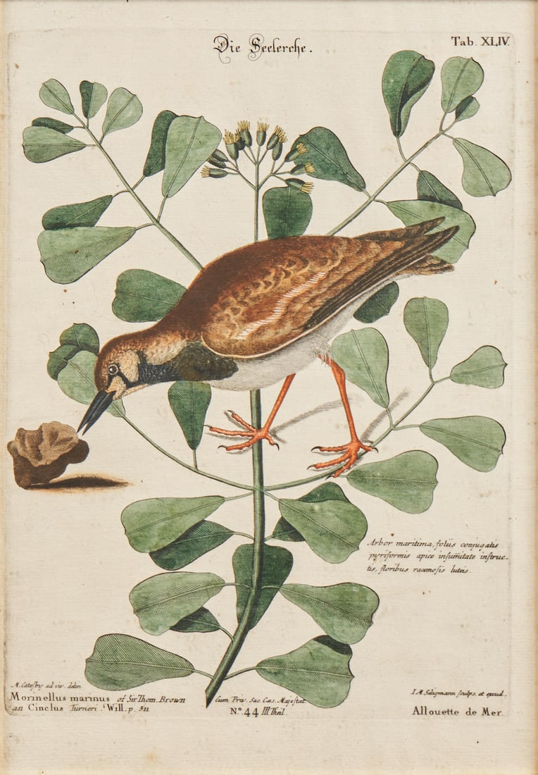 Mark Catesby (1679-1749) (after) and Johann Michael Seligmann (1720-1762) (engraver) A Set of Si...: Mark Catesby (1679-1749) (after) and Johann Michael Seligmann (1720-1762) (engraver) A Set of Six Ornithological Prints from Recueil de divers Oiseaux étrangers et peu communs, qui se trouvent da