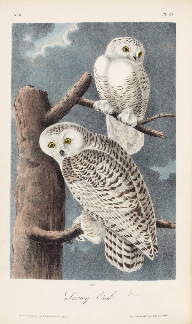 AUDUBON, JOHN JAMES. 1785-1851. The Birds of America, from Drawings Made in the United States an... (1 of 5)