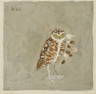 Bryan (Herbert) Wilson (1927-2002) Burrowing Owl 17 1/2 x 17 1/2 in. (44.4 x 44.4 cm)