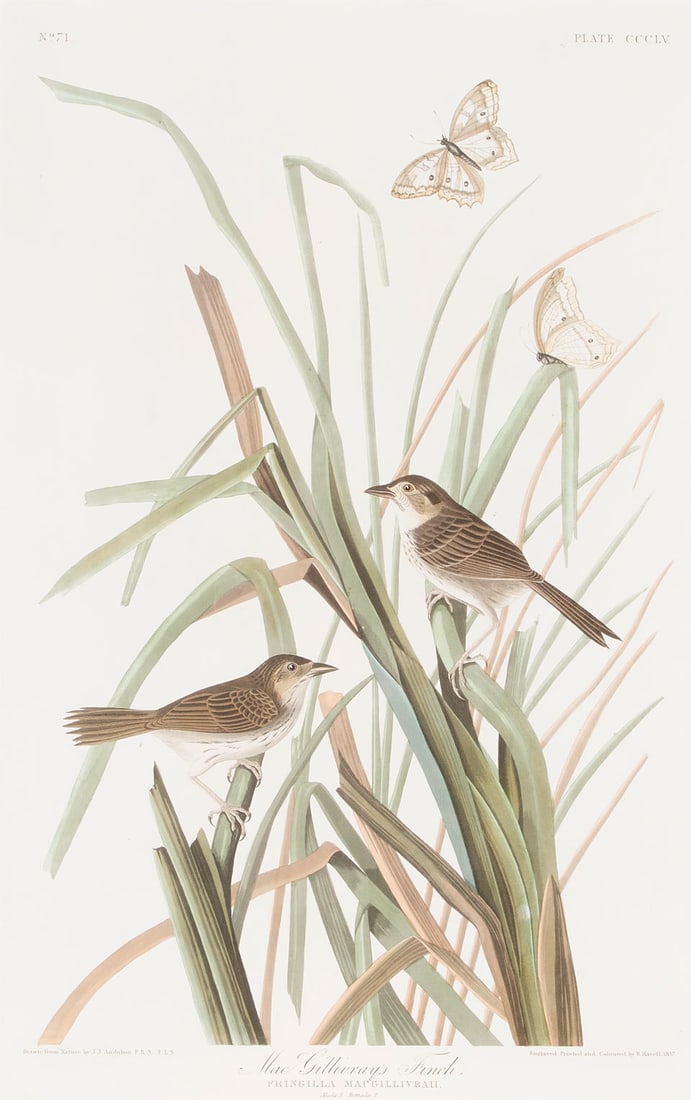 After John James  Audubon (1785-1851); MacGillivray's Finch, pl. CCCLV, from The Birds of America; (1 of 2)