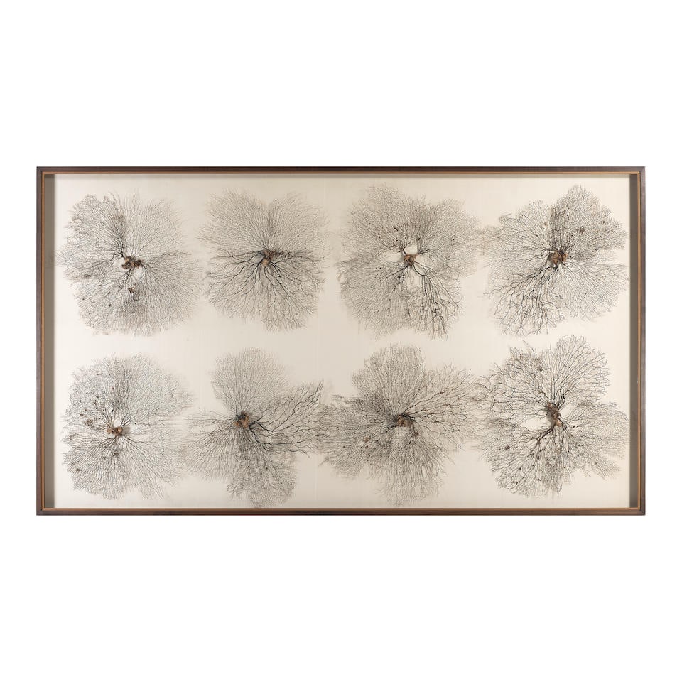 EIGHT BLACK SEA FAN CORAL SPECIMEN (1 of 1)