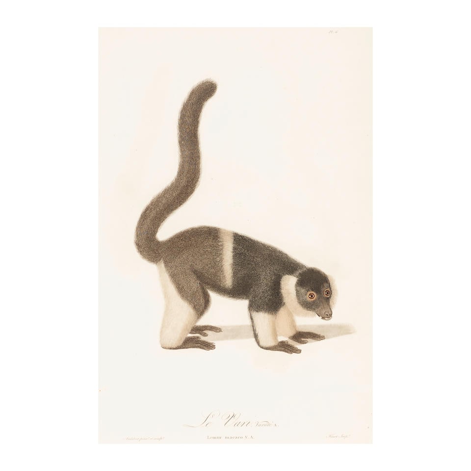 Jean-Baptiste Audebert (French, 1759-1800) Le Vari Variété A./ Lemur macaco, V.A. (Pl.... (1 of 6)