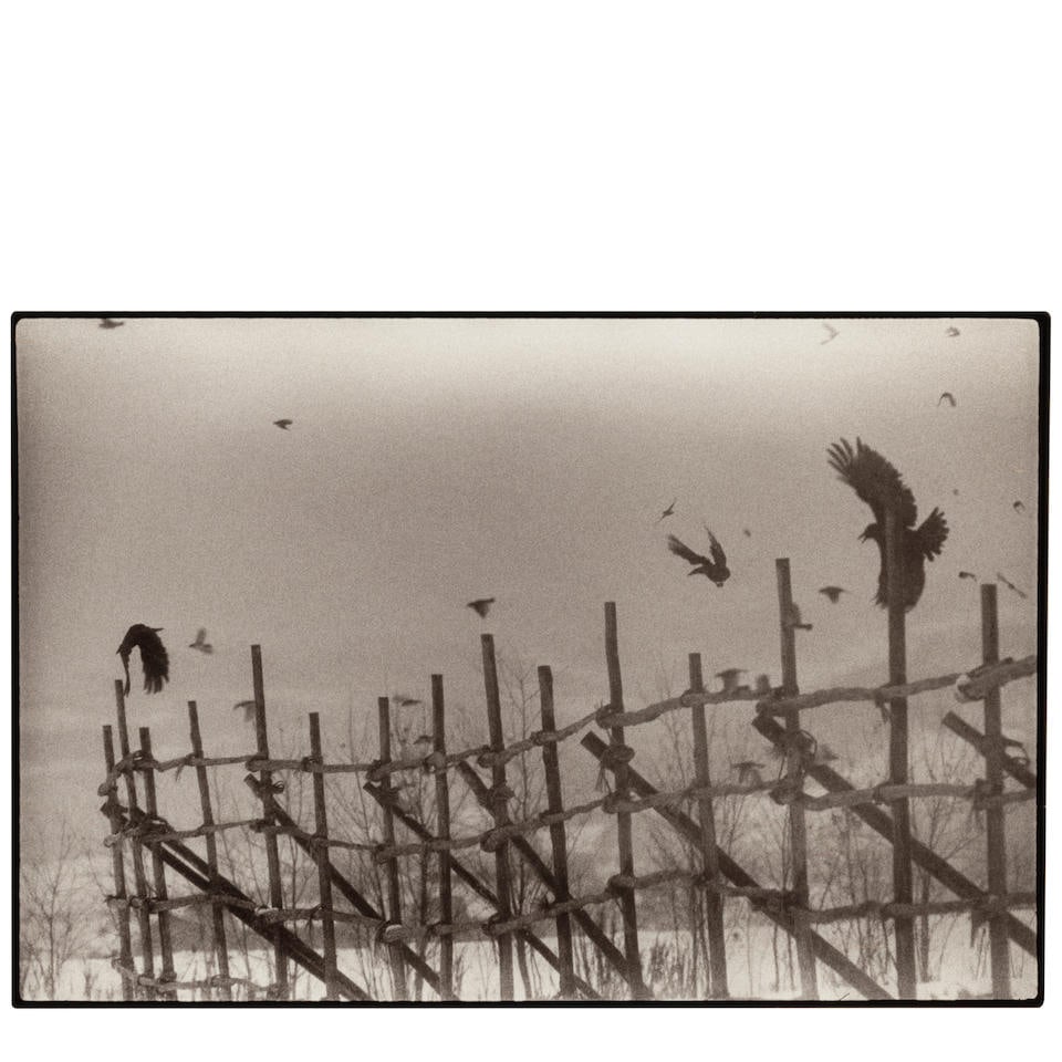 Masahisa Fukase (1934-2012); Nayoro (from 'The Solitude of Ravens');: Masahisa Fukase (1934-2012) Nayoro (from 'The Solitude of Ravens'), 1977 Gelatin silver print; signed and dated in pencil on the reverse, framed, a Michael Hoppen Gallery label on the reverse. 9 x 13