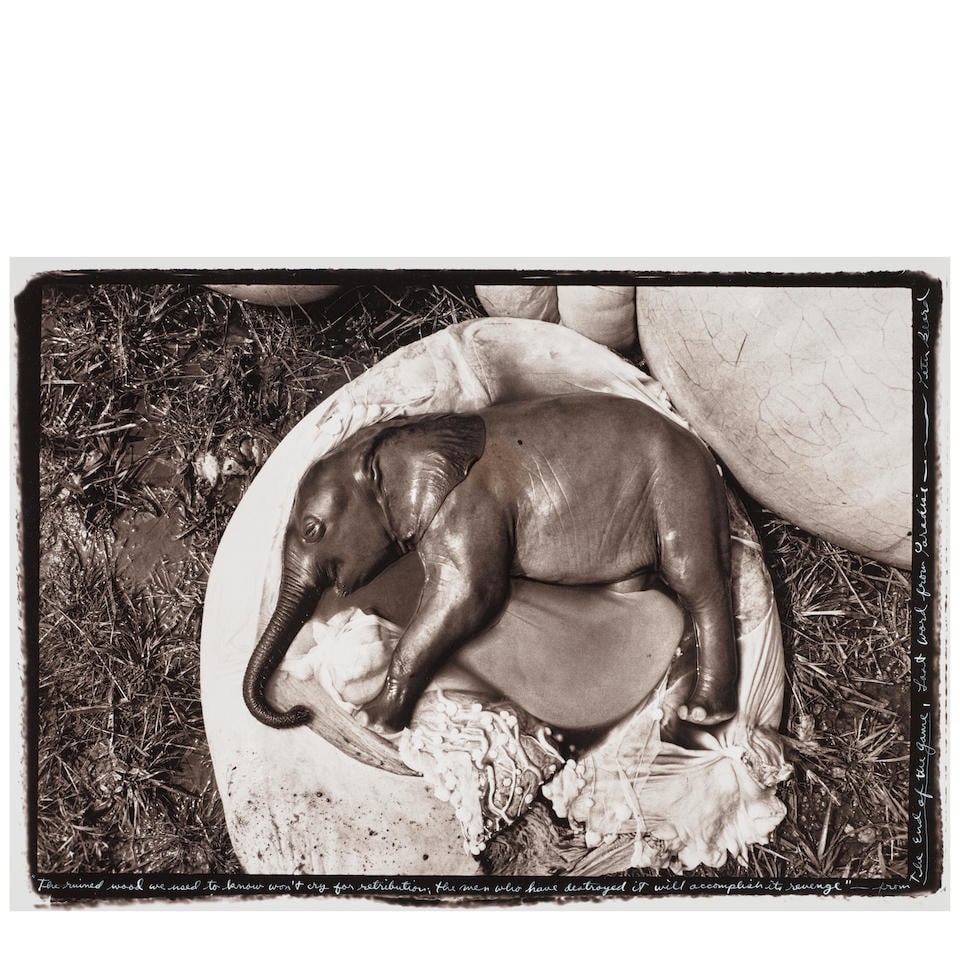 Peter Beard (1938-2020); Elephant Embryo (from 'The End of the Game');: Peter Beard (1938-2020) Elephant Embryo (from 'The End of the Game'), 1966 Gelatin silver print, printed later; signed and inscribed in white ink in the margin. 13 x 19 in. (33 x 48.3 cm.) sheet 16 1/