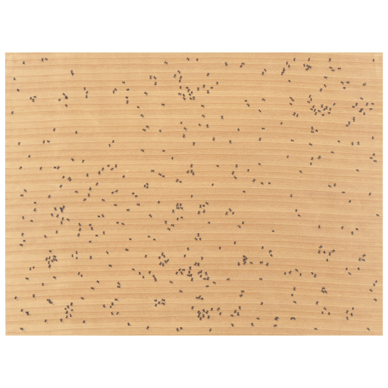 Ed Ruscha (born 1937); Flies, from Insects; (1 of 1)